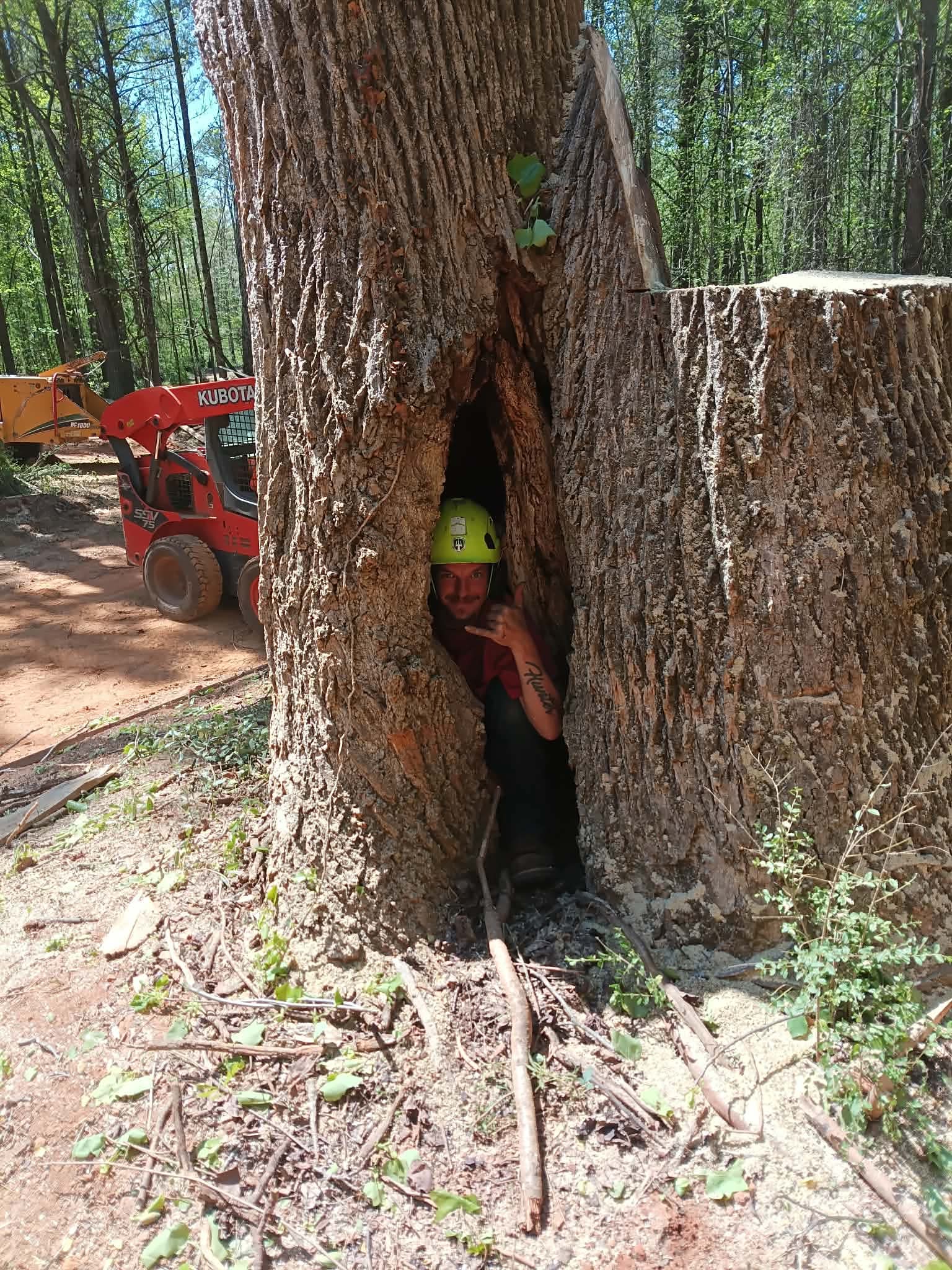 Top 2 Bottom Tree Service crew member inside a large hollowed tree trunk wearing a safety helmet