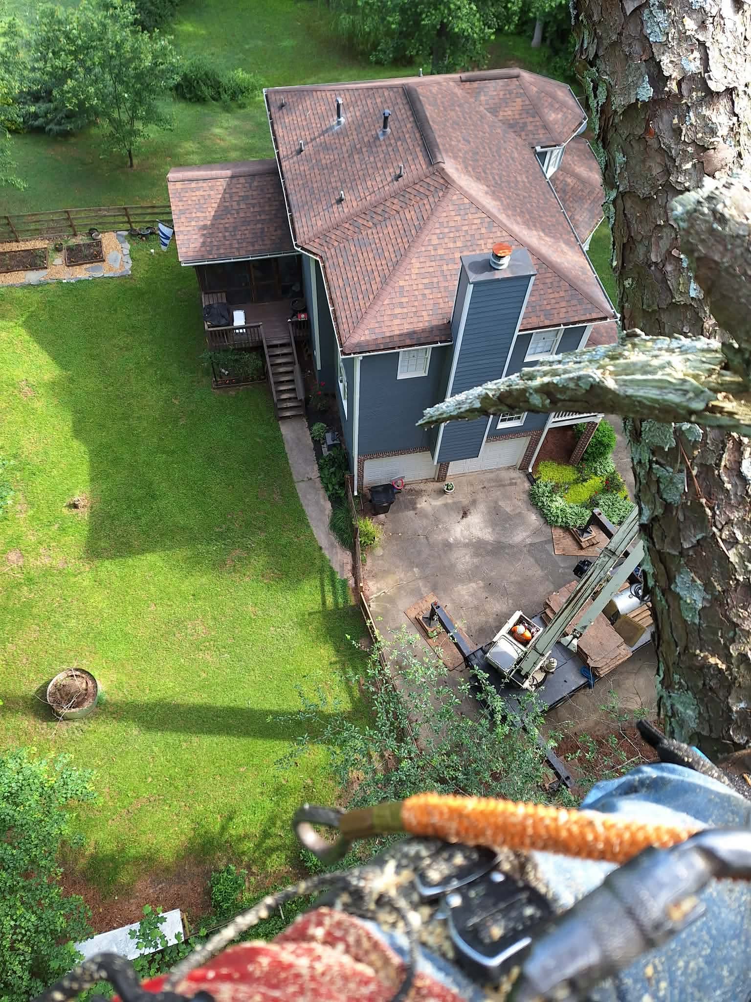 View from high in a pine tree looking down at a residential roof during a precision removal