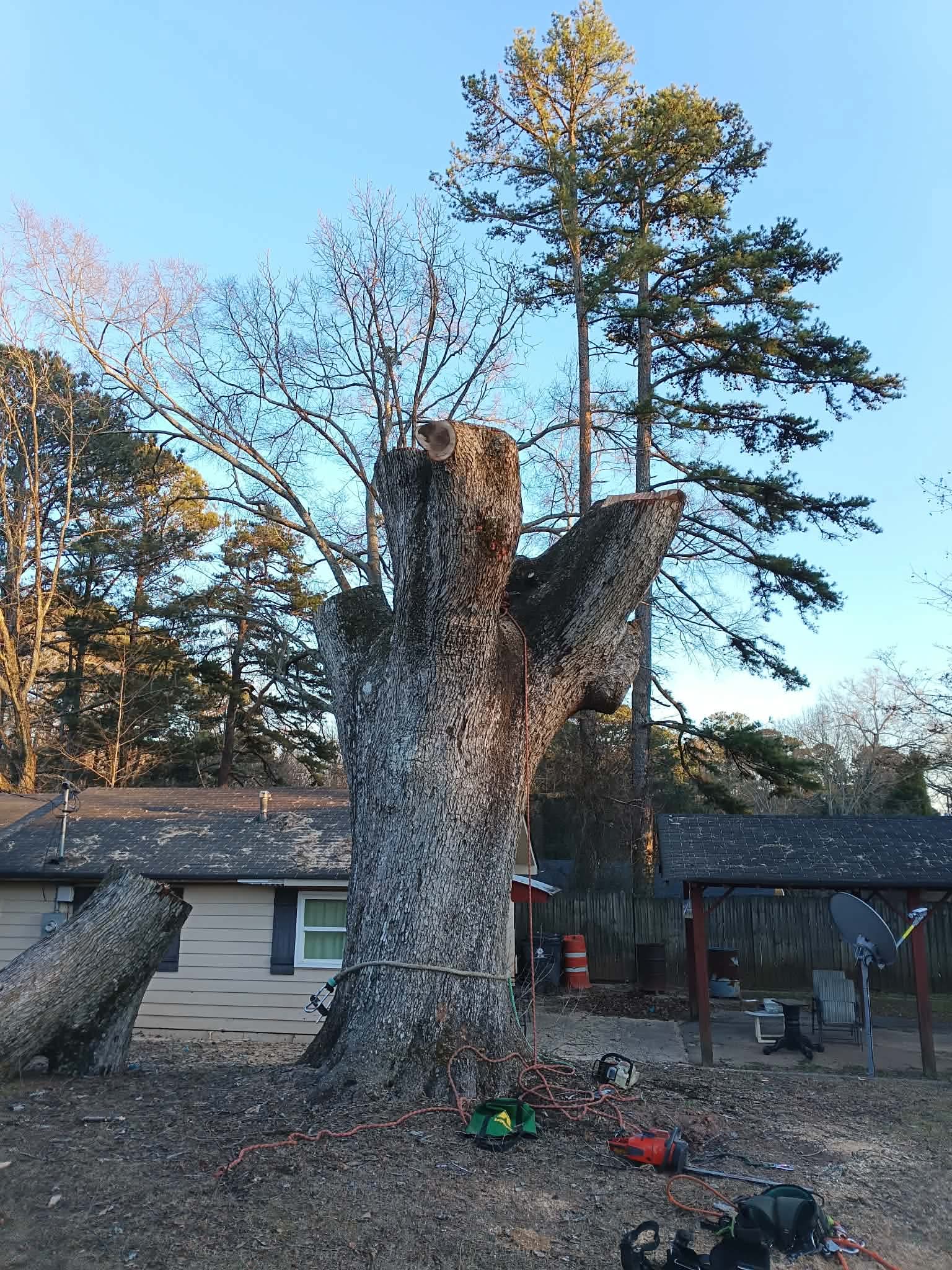Large split tree being rigged and lowered in sections next to a residential home