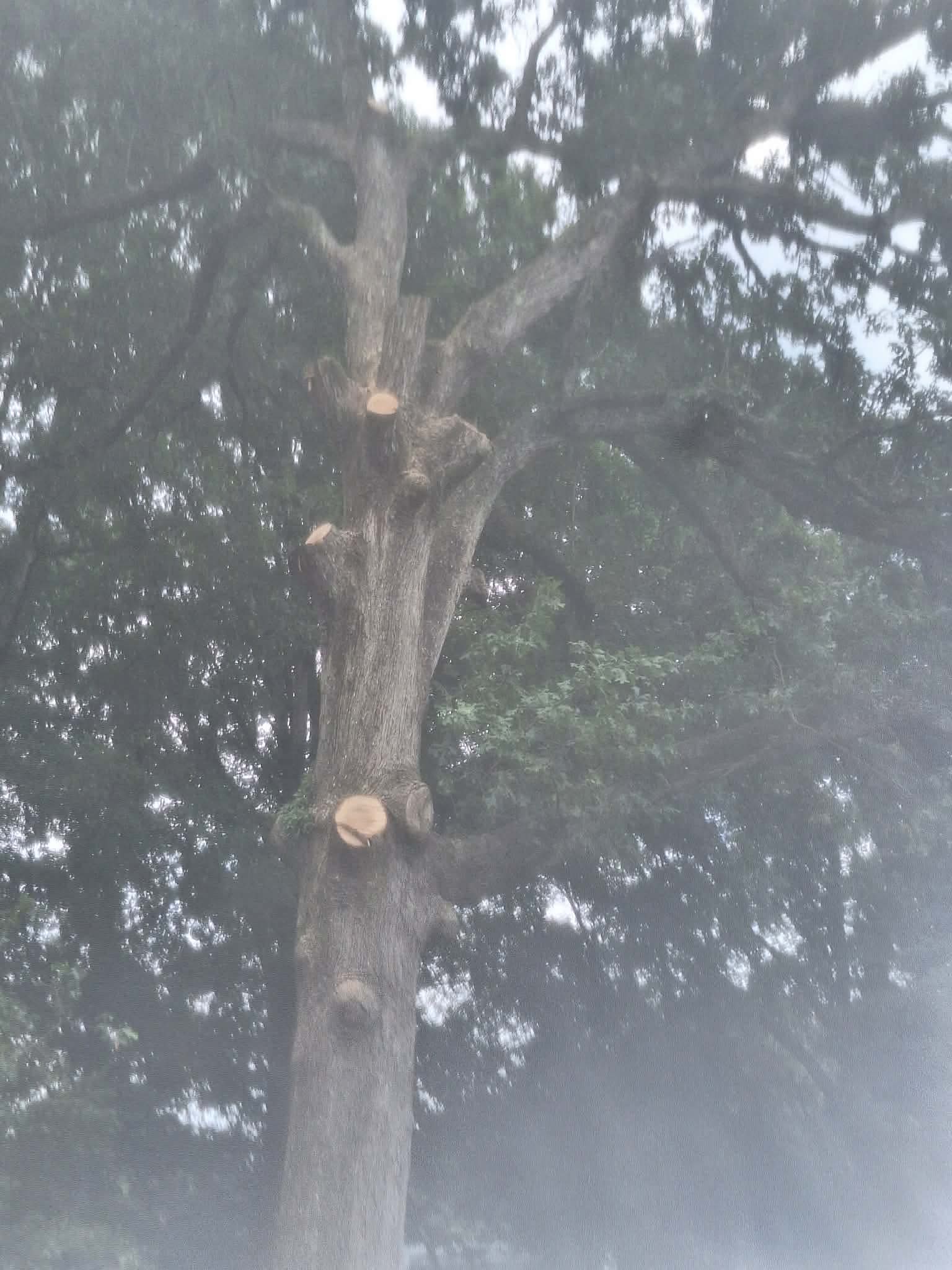 Large tree with freshly pruned limbs showing clean cuts against a soft foggy sky