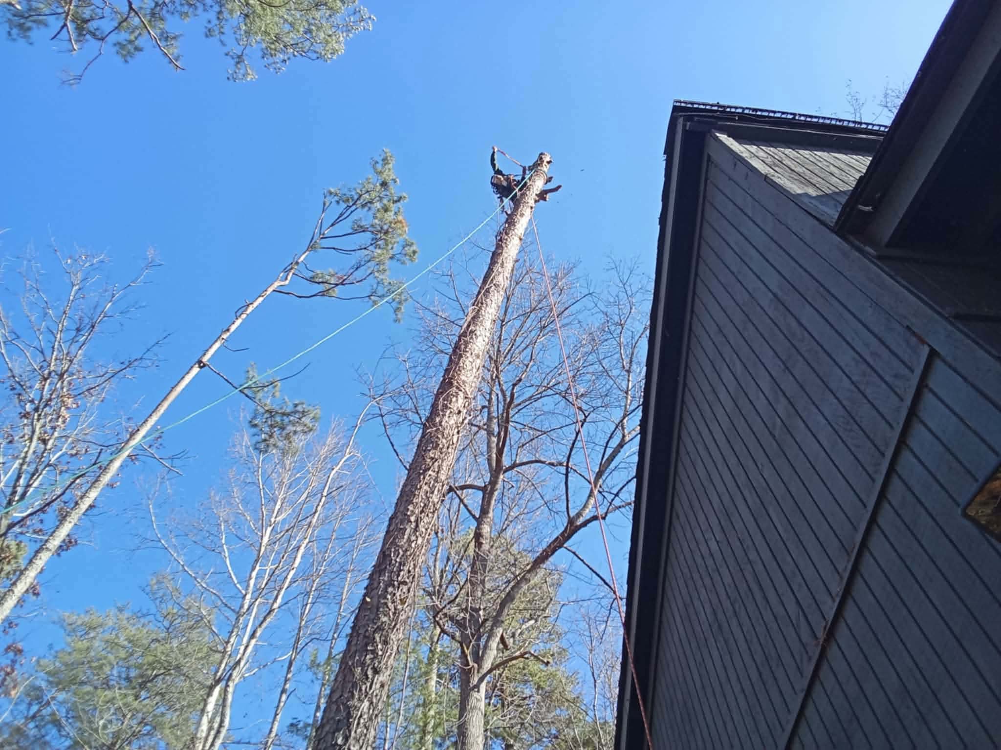 Climber high in a tall pine tree next to a residential home during a precision removal